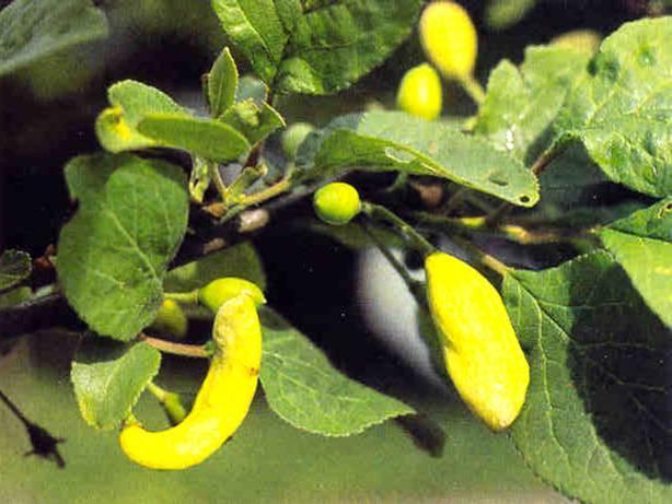 hostitele Taphrina