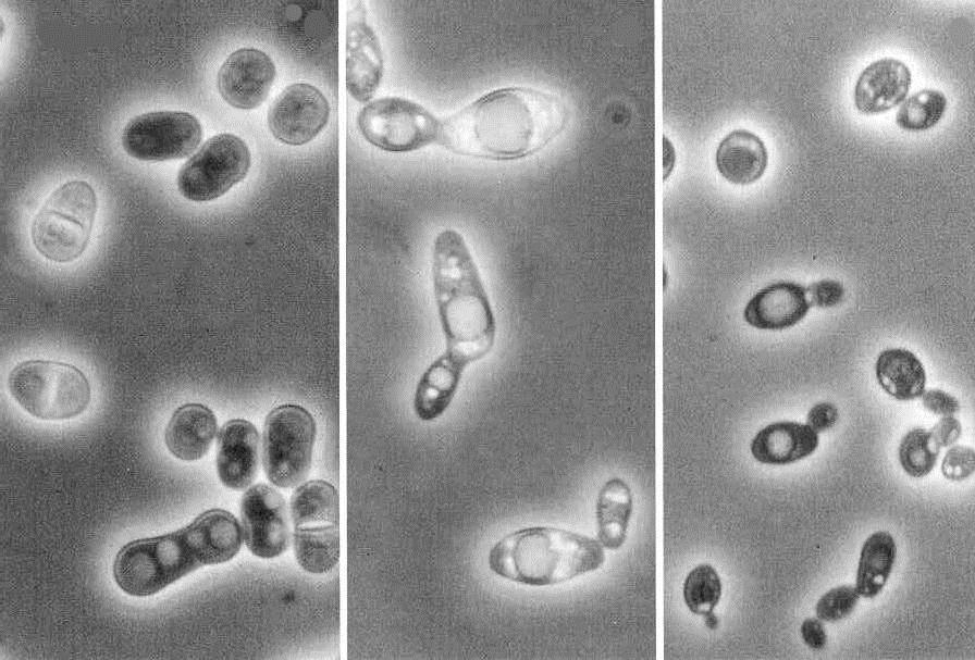 Schizosaccharomyces