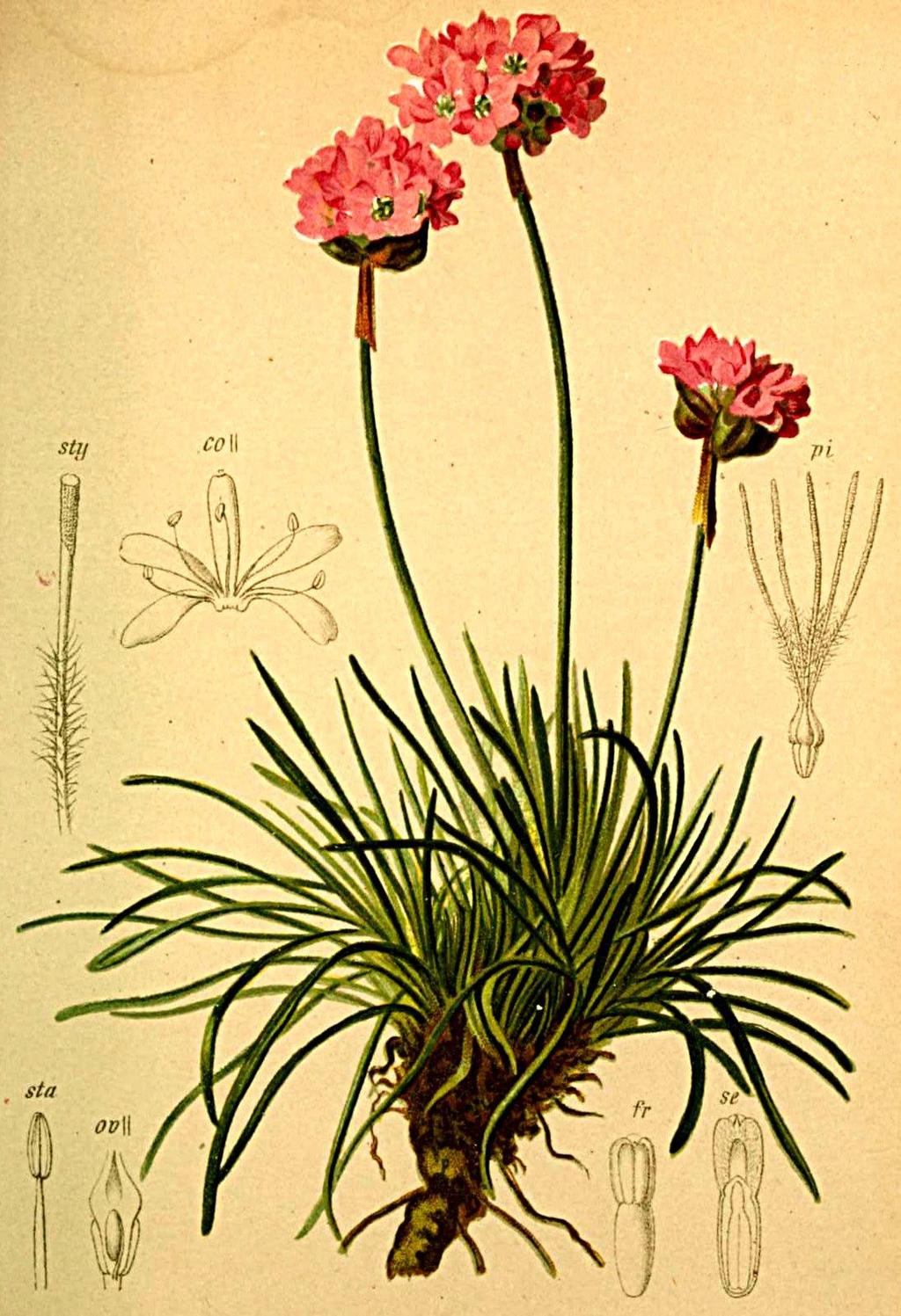 Armeria