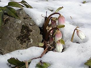 Ranunculus alpestris
