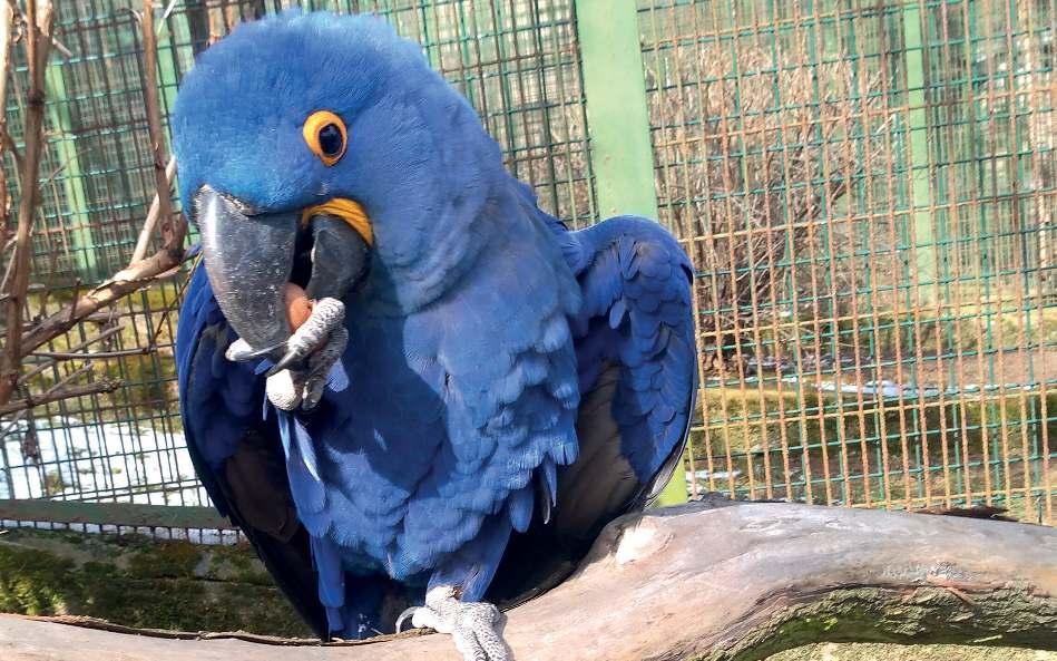 Papoušci a jejich chov v ZOO Ústí nad Labem Text: Milena Vaňková, Andrea Gruntová Foto: Andrea Gruntová V několika následujících číslech časopisu se podíváme po delší pauze do českých zoologických