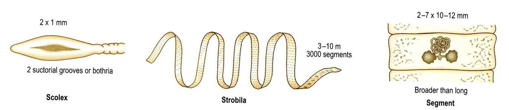 Diphyllobothrium