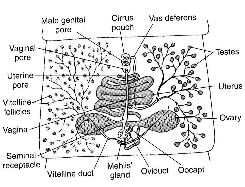 Proglotid