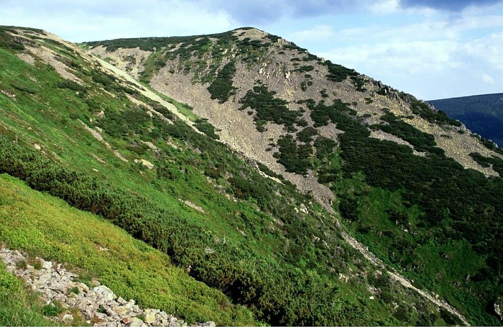 Horní (alpínská) hranice lesa Ekoton horský