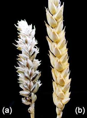 Metodika zkoušení Plodina Choroby Triticum aestivum, Triticum spelta, Triticum durum, Secale cereale, Triticosecale Tilletia controversa Tilletia caries