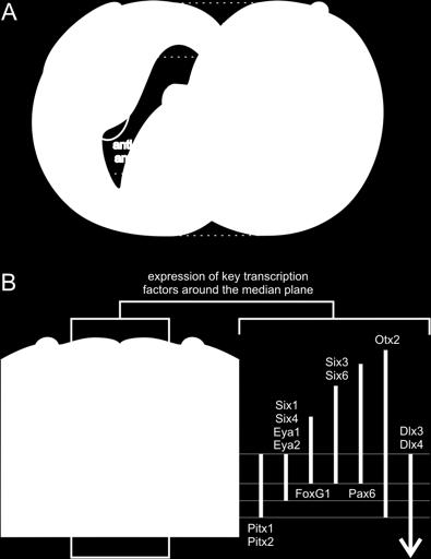 vojové inovace Craniata: neurální li&ta a plakody vznikají v t%sném sousedství na p#edním okraji expandujícího neuroektodermu vykazují v&ak zna"né odli&nosti (v"etn%