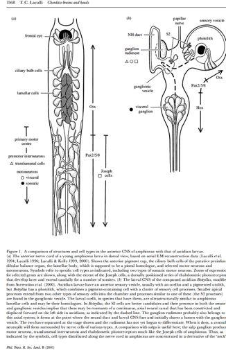 and appeared with urochordates after cephalochordate divergence../0123(456708(!29:;101( Kopinatec Ciona - larva Preinfundibulární orgán polohov# smysl?