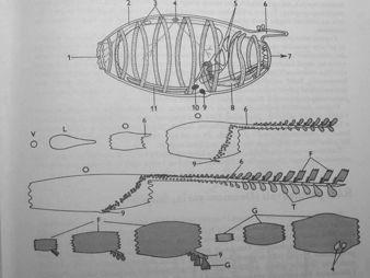 vyvinut, )aberní #t$rb. - do kloaky, velké dors. nerv.ganglion se smysl.