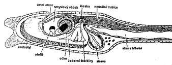 Metamorfosa