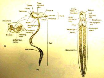 (Urochordata) Fylogenetick#