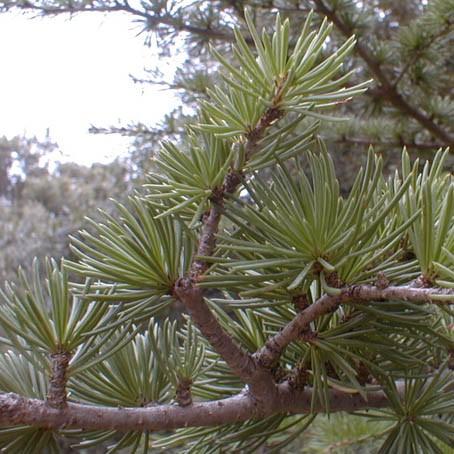 řád: Pinales čeleď: Pinaceae