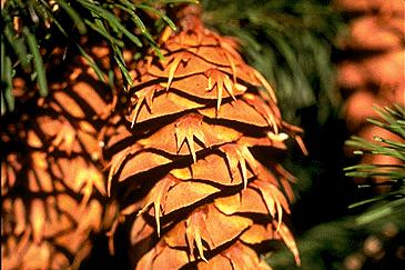 menziesii (douglaska