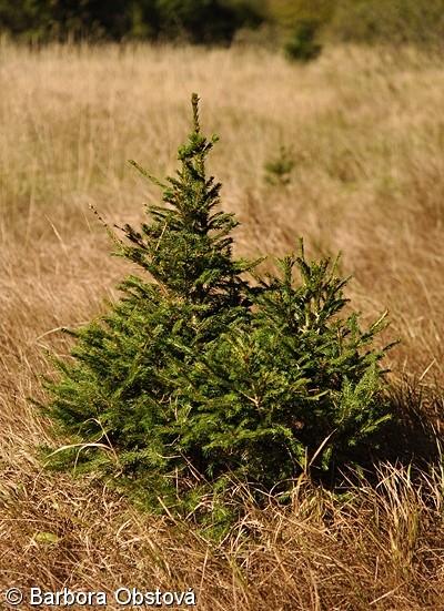 řád: Pinales čeleď: Pinaceae