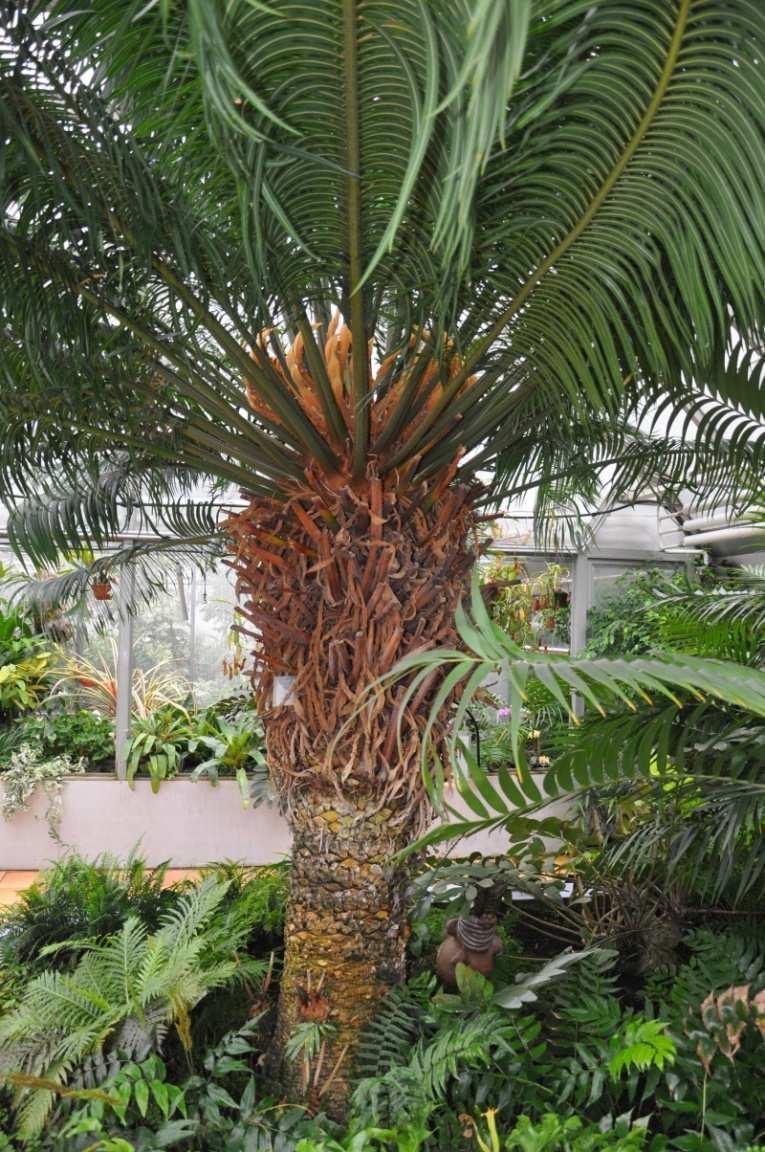 Třída Cycadopsida (cykasy) dřeviny, vzhledem připomínající kapradiny a palmy (mohou