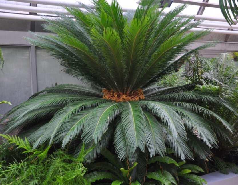 Třída Cycadopsida Čeleď Cycadaceae (cykasovité) Cycas revoluta (cykas japonský) původem v jižním Japonsku, dnes často pěstován jako pokojová