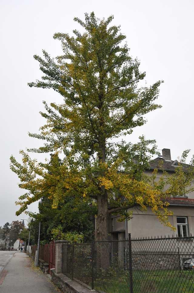 Třída Ginkgopsida (jinany)