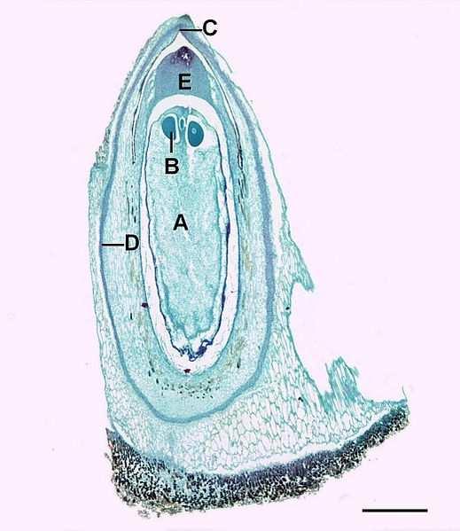 Třída Pinopsida (jehličnany)* A=Gametophyte, B=Egg cell, C=Micropyle, D=Integument, E=Megasporangium. Scale=0.