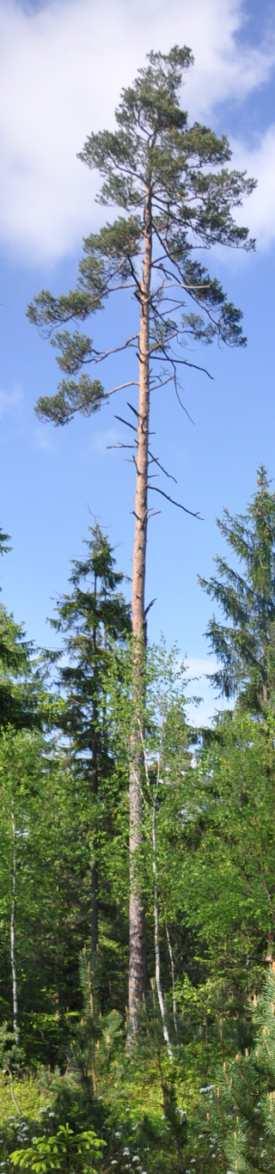 Čeleď Pinaceae (borovicovité) Pinus sylvestris