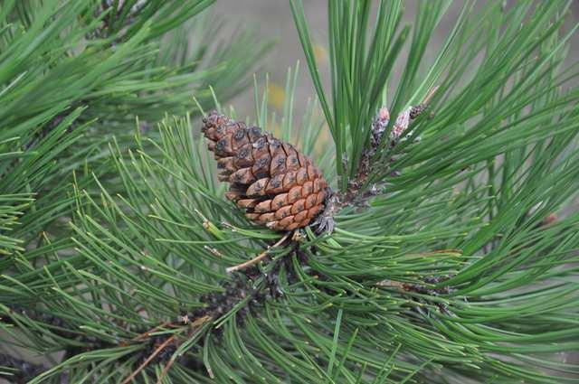 Čeleď Pinaceae (borovicovité) další u nás lesnicky významné borovice Pinus