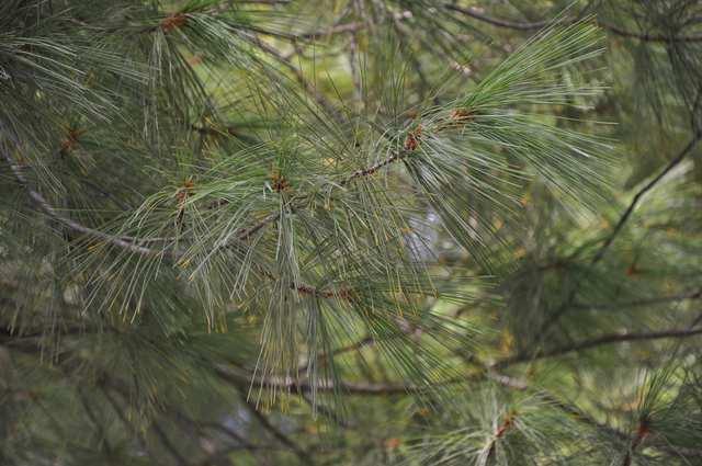 u nás vysazována v teplejších oblastech Pinus strobus (borovice vejmutovka)