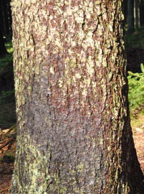 Čeleď Pinaceae (borovicovité) Picea abies (smrk