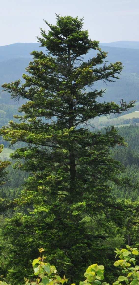 Čeleď Pinaceae (borovicovité) Abies alba (jedle bělokorá)