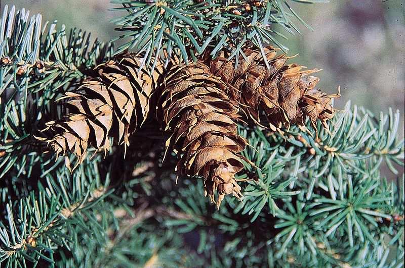 Čeleď Pinaceae (borovicovité) Pseudotsuga menziesii (douglaska tisolistá) odstálé jehlice, šišky s nápadnými podpůrnými šupinami, často vysazována v parcích i lesích, pochází ze Severní Ameriky