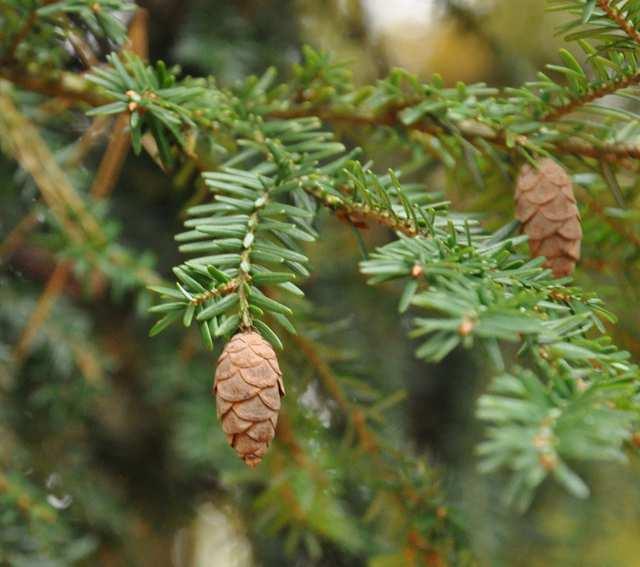 Čeleď Pinaceae (borovicovité)*