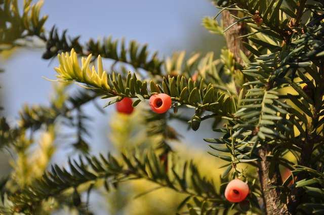 Třída Pinopsida (jehličnany) Čeleď Taxaceae (tisovité) Taxus baccata (tis