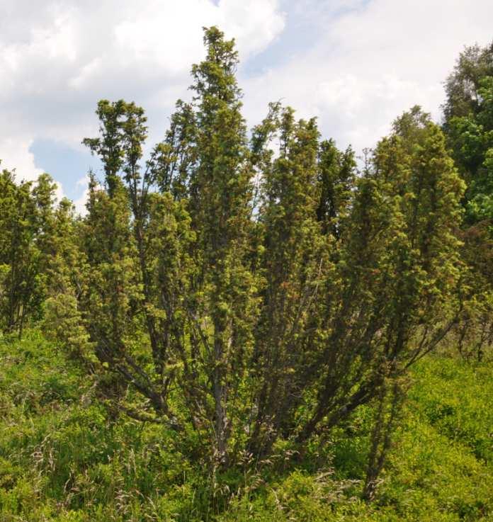Třída Pinopsida (jehličnany) Čeleď Cupressaceae (cypřišovité) Juniperus communis