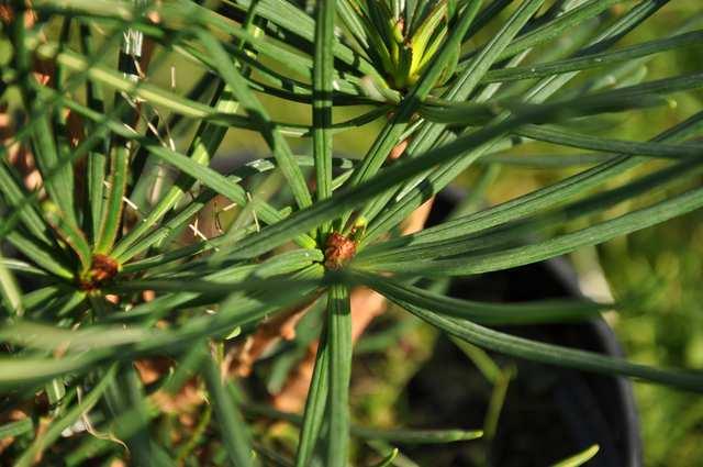 Třída Pinopsida (jehličnany)* Čeleď Sciadopityaceae(pajehličníkovité) monotypická čeleď z C. and S.