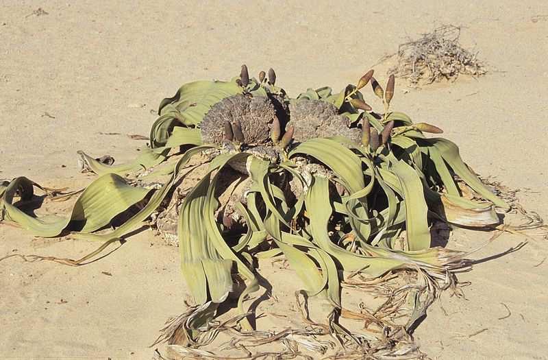 Řád Gnetales Welwitschia mirabilis dřevina a nízkým (0,3 m) tlustým (přes 1 m) kmenem, výrazným kůlovým kořenem a dlouhými (až 6 m), širokými (až 1,5 m) silně sklerenchymatickými listy, které na bázi