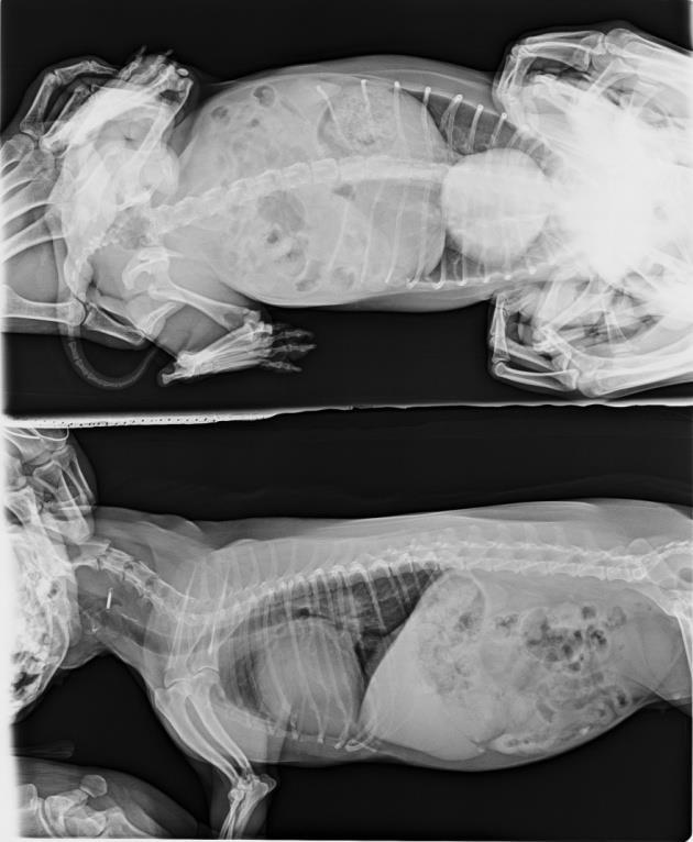 Kvalitní rentgenový snímek Laterolaterální snímek Pravý bok Správná poloha Kost hrudní a páteř stejná vzdálenost od kazety Žebra paralelně Hrudní končetiny