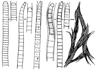 ROD: Phormidium Je úzce příbuzný rodu Oscillatoria, vlákna jeho druhů ale žijí ve slizovité pochvě, která vynikne zřetelně zvláště po obarvení.