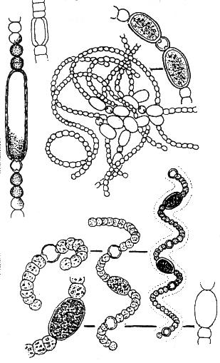 ROD: Anabaena Vlákna přímá nebo zkroucená, buď plovoucí v planktonu, jednotlivá nebo sdružená do malých svazečků (zřídka) a chomáčů, s buňkami s aerotopy nebo sdružená do povlakovitých