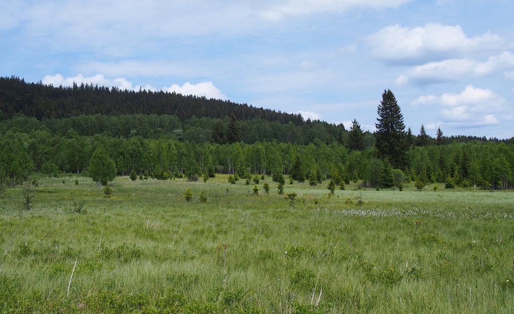 chamaedrys a V. officinalis. Velmi hojně se zde vyskytuje Pedicularis sylvatica, zaznamenáno bylo několik stovek jedinců. Hojně zde roste i Arnica montana, dále byly zapsány např. Crepis mollis subsp.