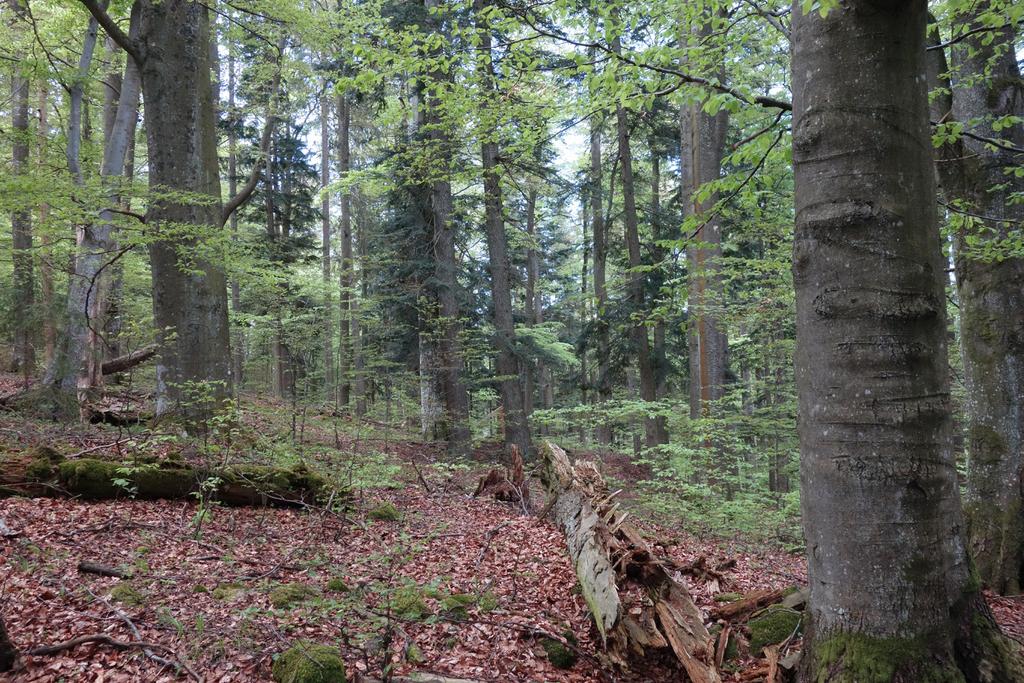 habitat 9130 bučiny asociace Asperulo-Fagetum.