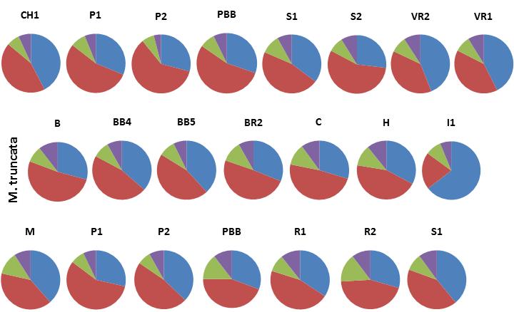 Obr. 17: Koláčové grafy ukazují relativní míru variability pro jednotlivé populace (modrá symetrická varibilita, červená horno-dolní variabilita, zelená levo-pravá variabilita, fialová transverzální