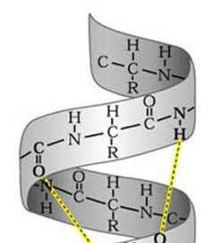 α-helix Několik druhů: Různá strmost Smysl otáčení Počet AMK / 1 otáčku Peptidové vazby