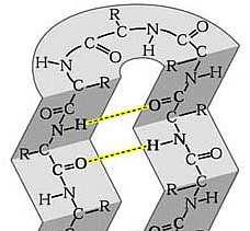 β-struktura (skládaný list) Vzájemné propojení dvou polypeptidových řetězců H-můstky.