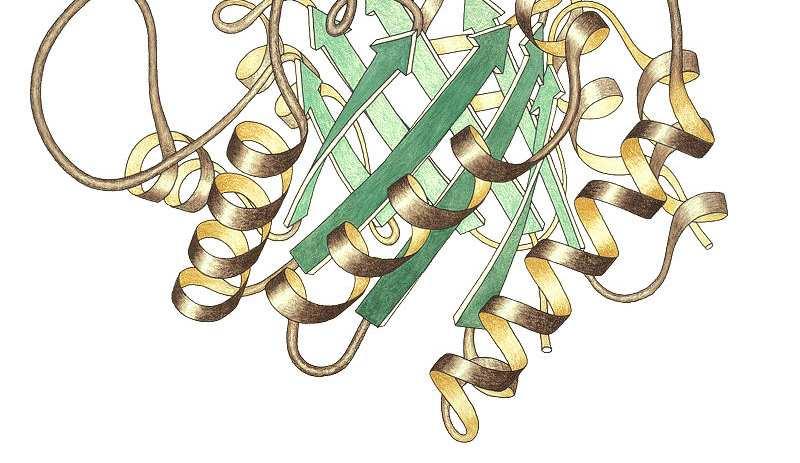 png/ 327px-Pyruvate_kinase_protein_domains.png http://ca.wikipedia.