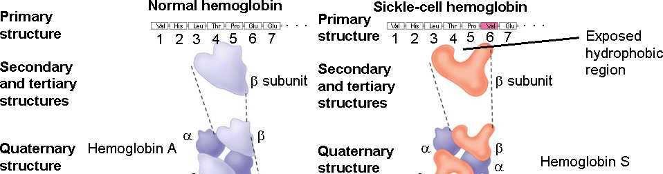 Hemoglobin