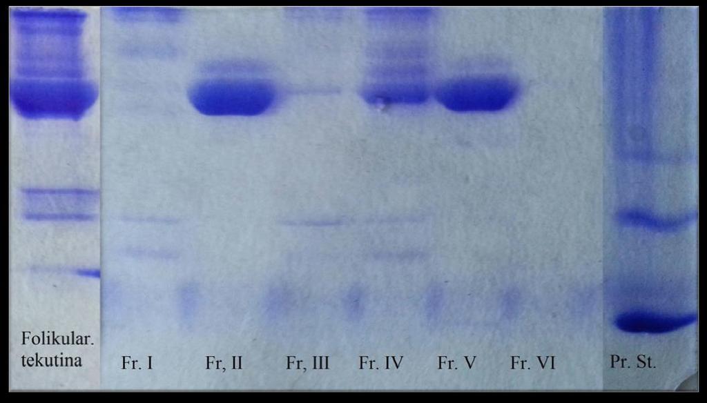 Mr 58 000 43 500 29 000 14 500 Obrázek 8 Výsledky SDS elektroforézy s použitými vzorky směsí frakcí I VI z gelové chromatografie v redukujícím prostředí.
