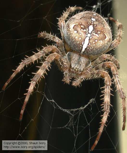 Araneida - pavouci Slíďak Lycosa singoriensis 34