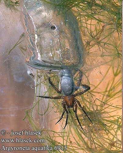 biotopech od 1 mm po 4 cm (Lycosa( singoriensis)