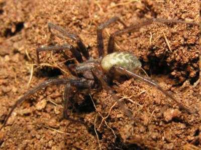 Argiope bruennichi (křižák