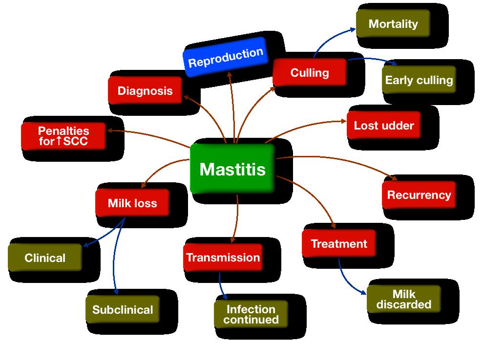 Impact of mastitis!