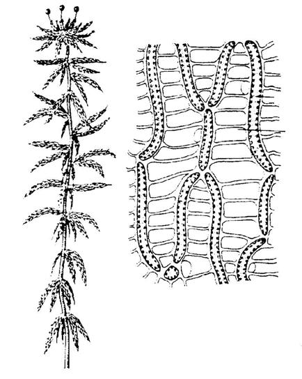 Třída: rašeliníky - Sphagnopsida Řád: rašeliníkotvaré (Sphagnales) - gametofyty nemají rhizoidy, jejich spodní část postupně odumírá ( podílí se na vzniku rašeliny) a na vrcholu dorůstají - celá