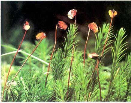 piliferum) katinka vlnkatá, bezvláska čeřitá (Atrichum undulatum) Třída: mechy - Bryopsida - gametofyt