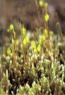 chluponosný (Bryum